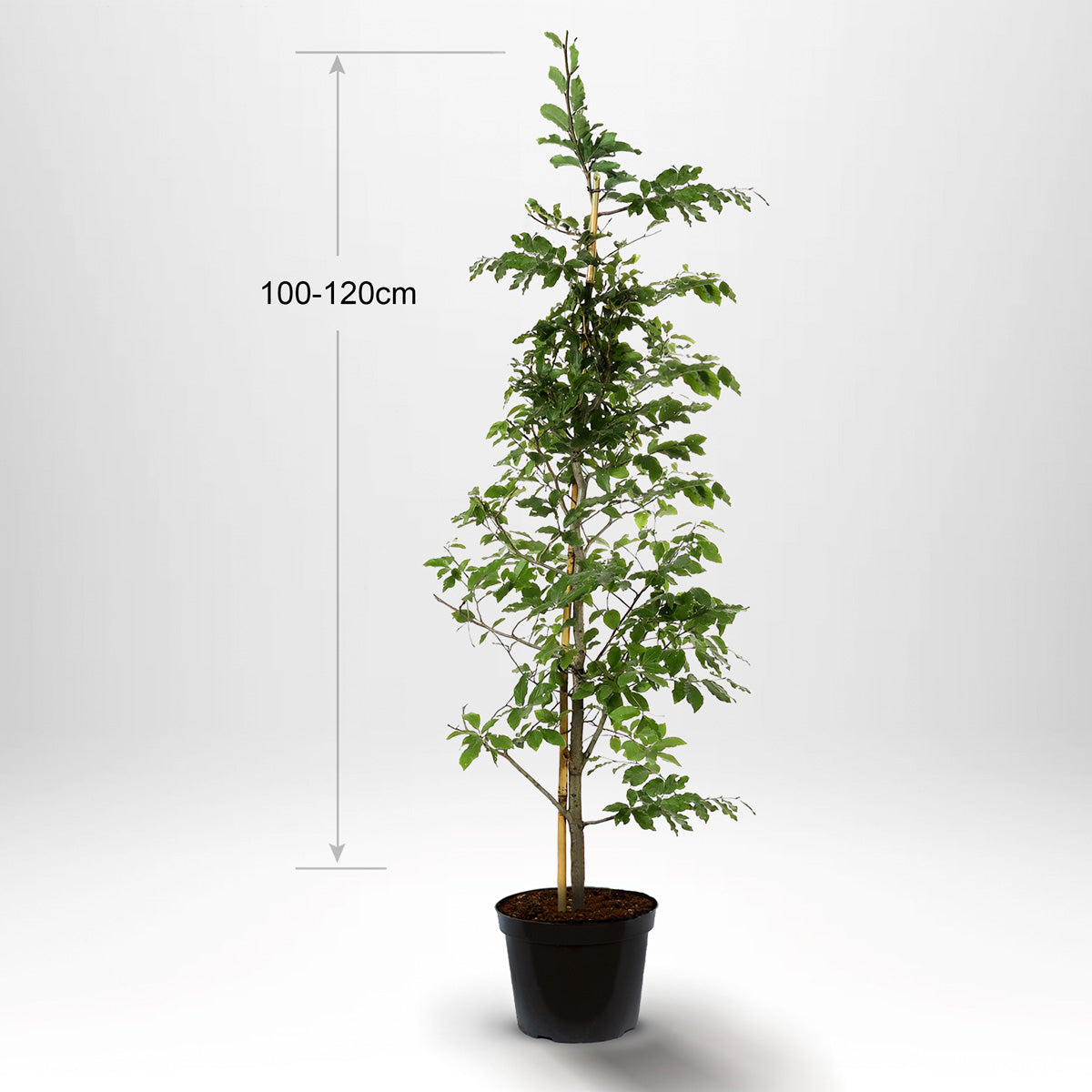 Bøk, Pottedyrket, 100-120 cm med støtte, Co 5-10